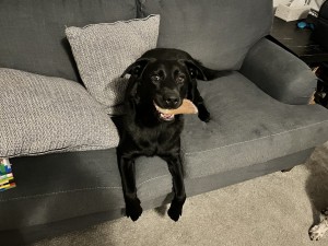 Photo of Daisy