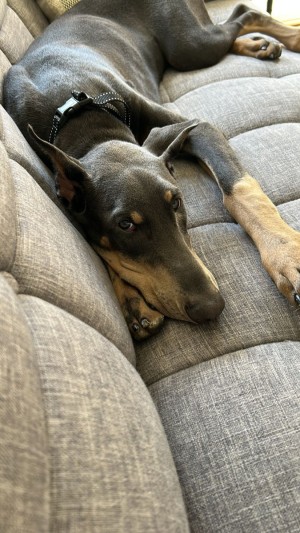 Photo of Indica