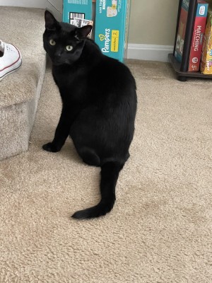 Photo of Mowgli