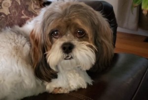 Photo of Brady