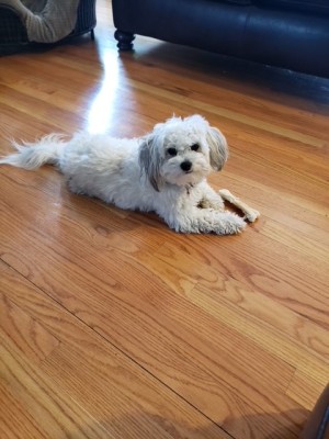 Photo of Bella