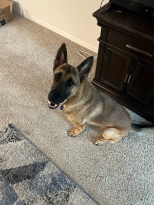 Photo of Harley