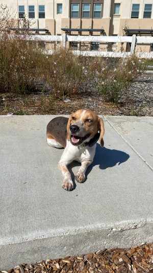 Photo of Bluey