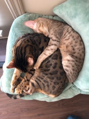 Photo of Savant & Benji