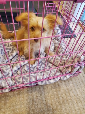Photo of Goldie 