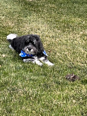 Photo of Buddy.  Pending Adoption
