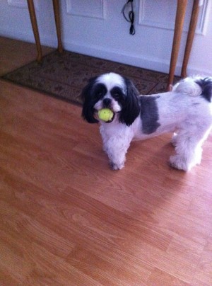 Photo of Brody-Bear