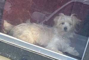 Photo of Princess