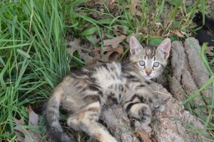 Photo of Charlotte 