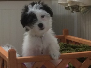 Photo of Freya