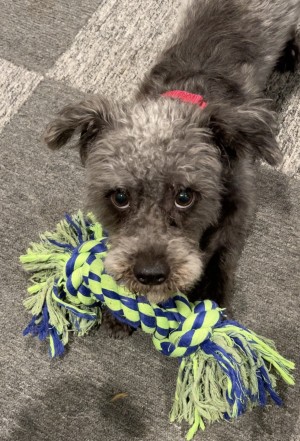 Photo of Dude