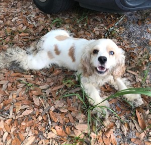 Photo of Cooper 