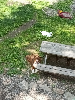 Photo of Josie