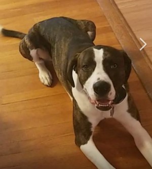 Photo of Harley