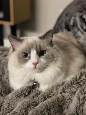 Photo of Cleo