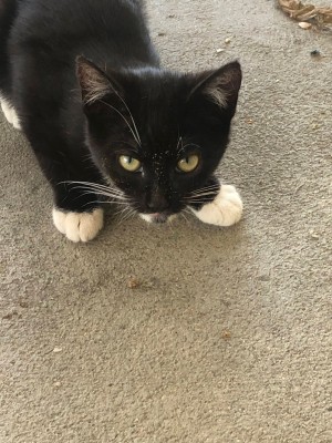 Photo of Tux