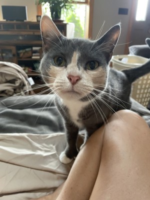Photo of Mittens