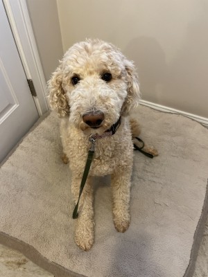 Photo of Daisy