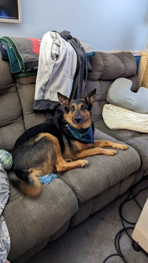 Photo of Bear