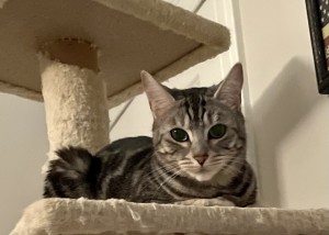 Photo of Olive