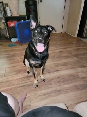 Photo of Bear