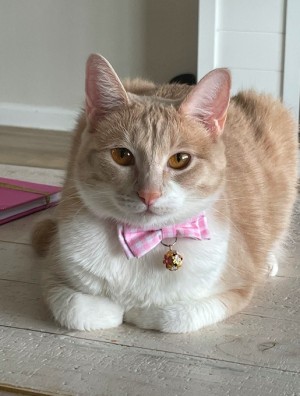 Photo of Kitty