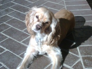 Photo of Casha (pronounced Sasha)