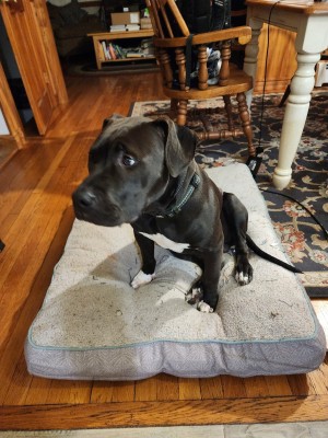 Photo of Benji