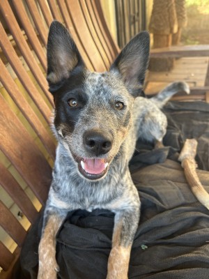 Photo of Pepper
