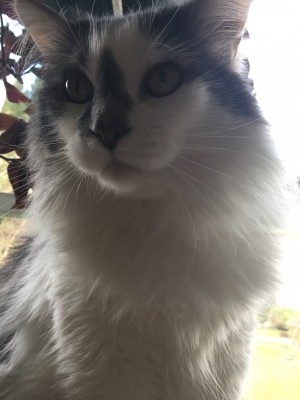 Photo of Mellow