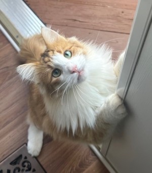 Photo of Chester