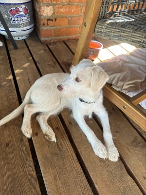 Photo of Rosie