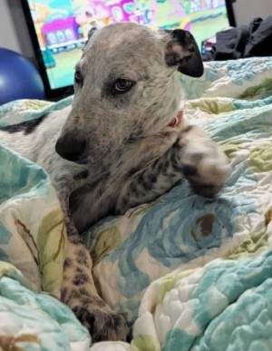 Photo of Cookie