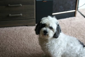 Photo of Rags
