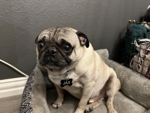 Photo of Jax