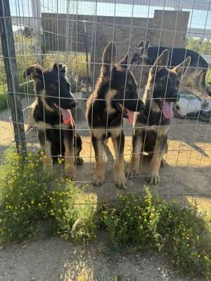 Photo of German Shepherd Puppies