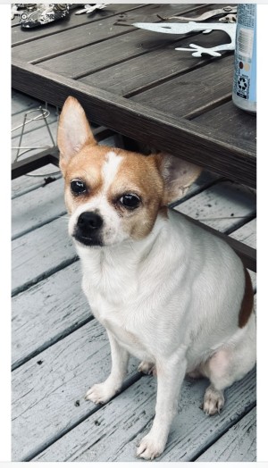 Photo of Buster