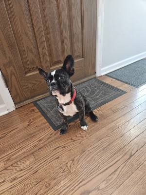 Photo of Rex