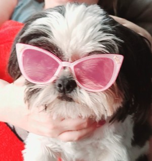 Photo of Oreo