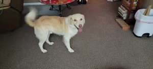 Photo of Buddy