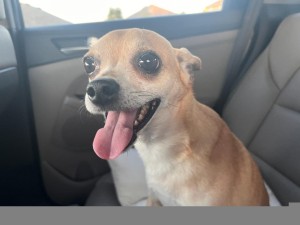Photo of Elvis