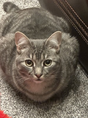 Photo of Draco