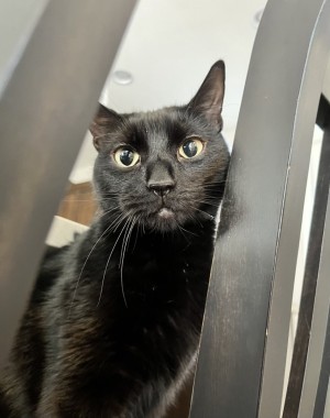 Photo of Frankie