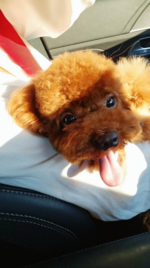 Photo of Mango