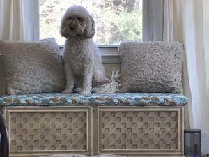 Photo of Pippa
