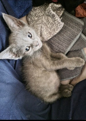 Photo of Mali Bleu Cashmere