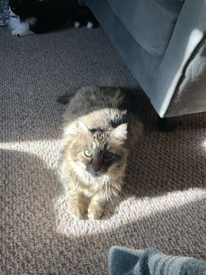Photo of Milo