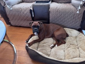 Photo of Penny