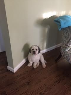 Photo of Oreo
