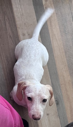 Photo of Biscuit